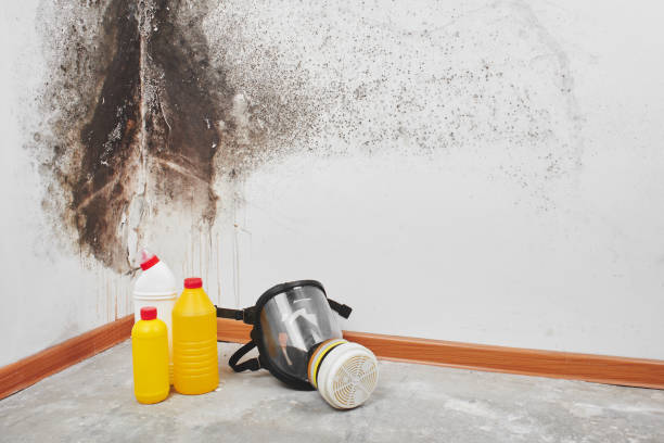 Best Office Mold Removal Services  in East Valley, NV