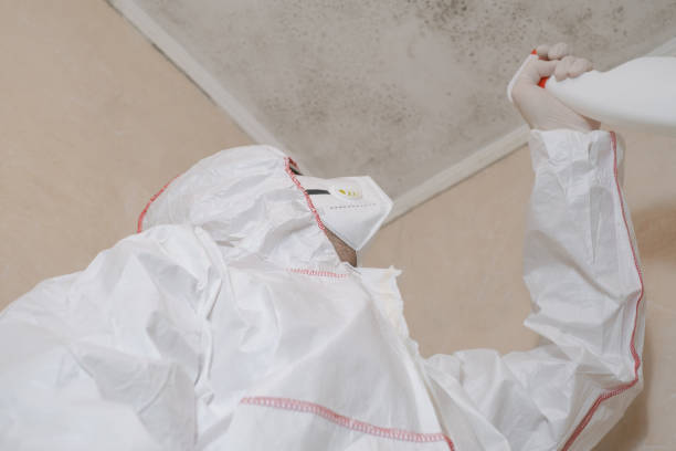 Best Local Mold Removal Service  in East Valley, NV