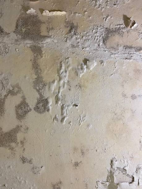 Best Mold Remediation  in East Valley, NV