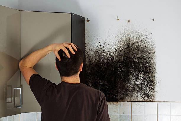 Mold Removal Process in East Valley, NV